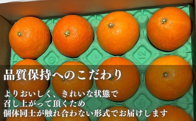 愛果28号 約2.5kg 東温市産 サイズお任せ 「 紅まどんな 」の同一品種（品種名： 愛媛果試28号 ） 今が旬 農園直送 みかん 人気 数量限定 先行予約 愛媛みかん かんきつ 愛媛県 フルーツ 果物 くだもの 甘い 