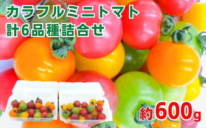 「栗林農園」カラフルミニトマト詰合 600g トマトベリー ピーチチェリー イエローミミ サングリーン トスカーナバイオレット プリンセスオレンジ 6品種 