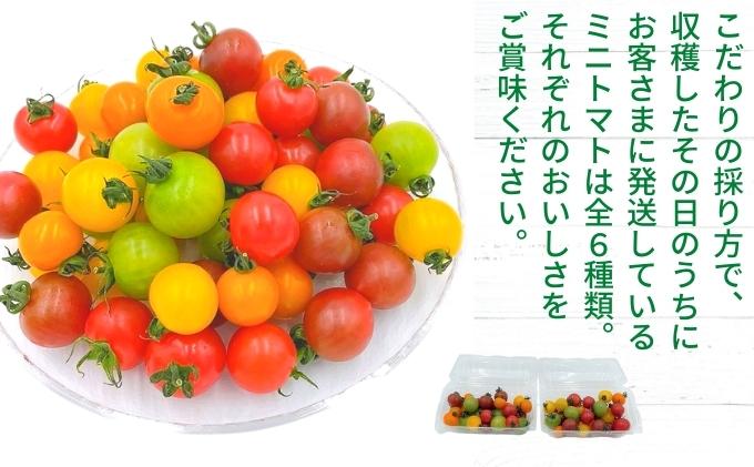 「栗林農園」カラフルミニトマト詰合 600g トマトベリー ピーチチェリー イエローミミ サングリーン トスカーナバイオレット プリンセスオレンジ 6品種 