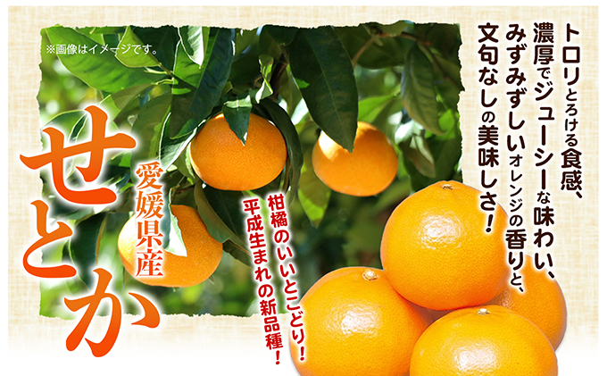 露地せとか　赤秀・青秀　約5kg 果物類 みかん 柑橘 フルーツ 食後 デザート ジューシー 甘い コク 香り 国産 愛媛県産 愛媛県産せとか 