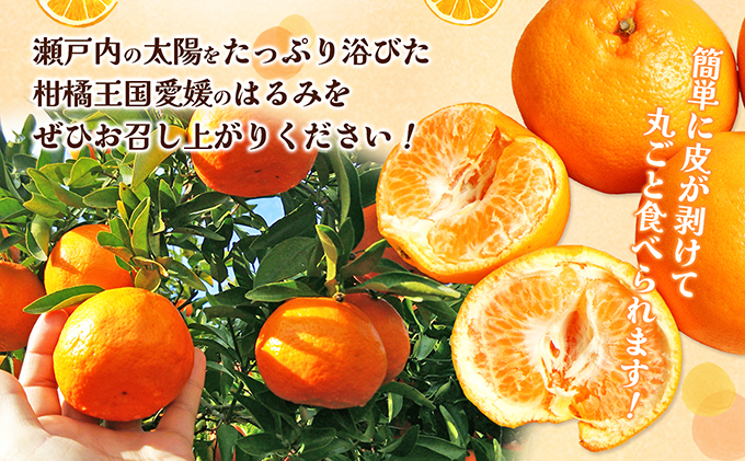 【数量限定 先行予約】愛媛県産 はるみ 約5kg[50R0824] 【高島屋選定品】秀M～２Lサイズ 1月下旬頃～順次発送＜ギフト 高級 甘い みかん フルーツ＞[No.53030335]