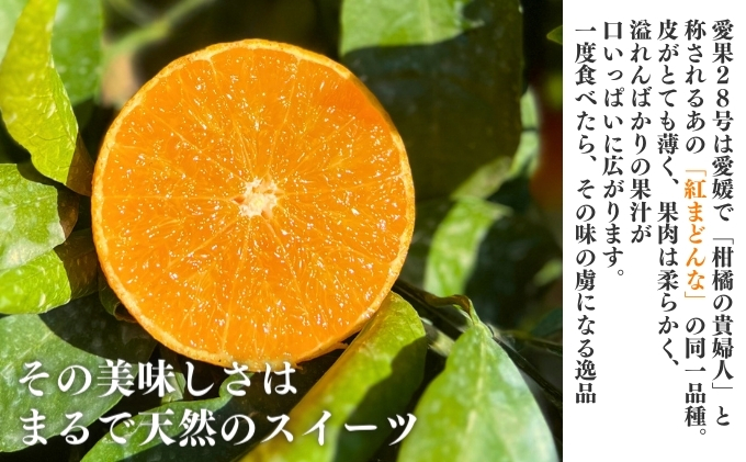 愛果28号 約2.5kg 東温市産 サイズお任せ 「 紅まどんな 」の同一品種（品種名： 愛媛果試28号 ） 今が旬 農園直送 みかん 人気 数量限定 先行予約 愛媛みかん かんきつ 愛媛県 フルーツ 果物 くだもの 甘い 