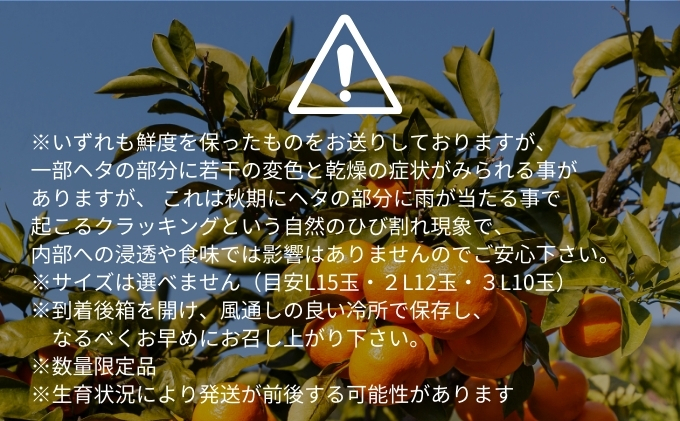 愛果28号 約2.5kg 東温市産 サイズお任せ 「 紅まどんな 」の同一品種（品種名： 愛媛果試28号 ） 今が旬 農園直送 みかん 人気 数量限定 先行予約 愛媛みかん かんきつ 愛媛県 フルーツ 果物 くだもの 甘い 