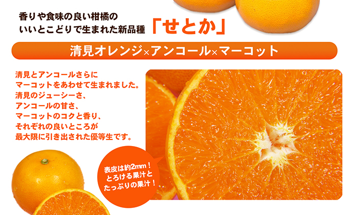 【数量限定 今季最終受付】愛媛県産せとか（露地）約5kg [50R0835]【高島屋選定品】秀M～２Lサイズ 2月中旬頃～順次発送＜旬 ギフト 高級 甘い みかん フルーツ＞[No.53030333]