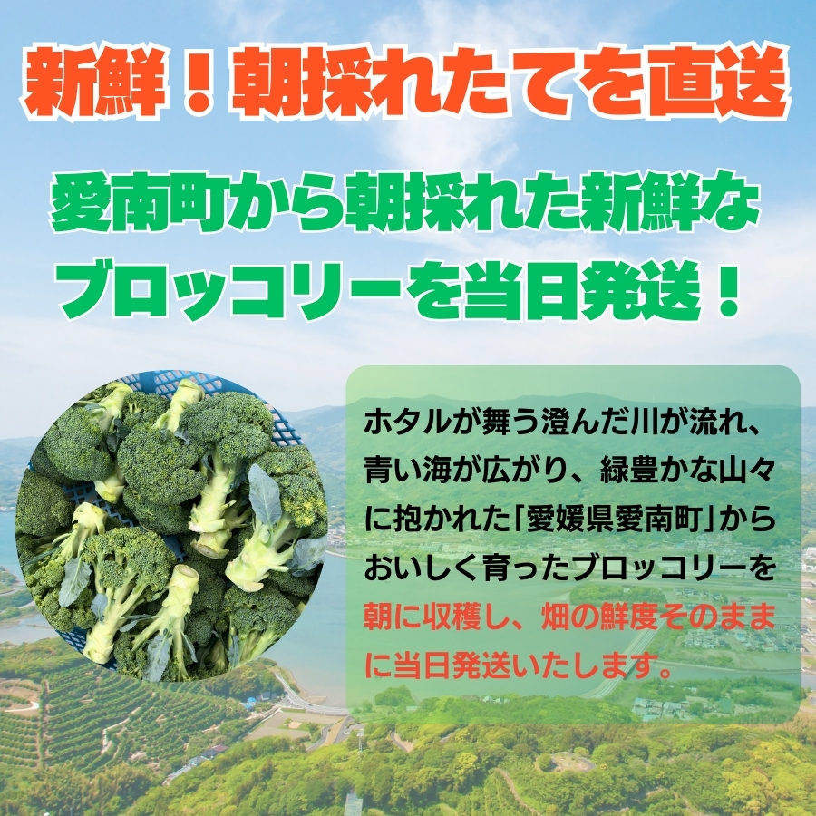 先行予約 ブロッコリー 約2kg 朝採れ 当日 発送 新鮮 採れたて 産地直送 農家直送 国産 野菜 シャキシャキ 食感 茎 まで 甘い 栄養満点 ご家庭用 サラダ スープ お弁当 彩り野菜 旬 の 味覚 離乳食 食事管理中 に おすすめ 緑黄色野菜 冷凍 保存 可能 ストック 便利 人気 期間限定 旬 の 味覚 食卓 へ 愛媛県 愛南町 愛なんよ