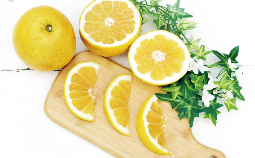 数量限定 先行予約 河内晩柑 樹齢 20年以上 9kg （ Lサイズ 以上 ） 12000円 みかん mikan 蜜柑 ミカン かわちばんかん 愛南ゴールド あいなん ゴールド 文旦 派生 和製 グレープフルーツ 家庭用 産地直送 国産 農家直送 期間限定 特産品 ゼリー ジュース アイス 等に 人気 限定 甘い さわやか フルーツ 果物 柑橘 蜜柑 くらもとファーム 愛南町 愛媛県