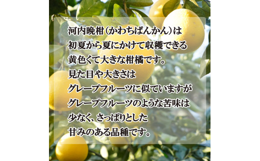 【先行予約】 贈答用 河内晩柑 3kg 7000円 みかん かわちばんかん 愛南ゴールド あいなん ゴールド 夏 文旦 和製 グレープフルーツ 家庭用 産地直送 国産 農家直送 期間限定 ビタミン 健康 おいしい 特産品 ゼリー ジュース アイス 等に 人気 限定 さわやか 甘い フルーツ 果物 柑橘 mikan 蜜柑 ミカン ギフト プレゼント おすそわけ お試し 吉田農園 愛南町 愛媛県