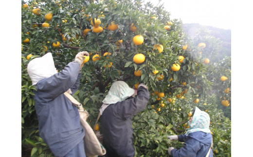 【先行予約】第一マルエムの甘夏10kg