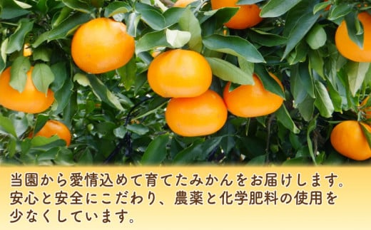【先行予約】数量限定  訳あり せとか 3kg みかん 家庭用 サイズミックス 14000円 高級 人気 ブランド プレミアム 柑橘 果物 フルーツ 期間限定 産地直送 国産 農家直送 わけあり 特産品 お取り寄せ mikan 蜜柑 ミカン オレンジ スマイルカット ビタミン 甘い おいしい 大トロ 不揃い 吉田農園 愛南町 愛媛県