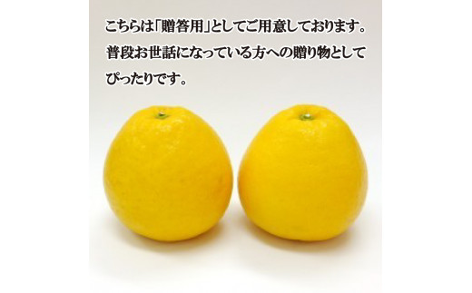 【先行予約】 贈答用 河内晩柑 3kg 7000円 みかん かわちばんかん 愛南ゴールド あいなん ゴールド 夏 文旦 和製 グレープフルーツ 家庭用 産地直送 国産 農家直送 期間限定 ビタミン 健康 おいしい 特産品 ゼリー ジュース アイス 等に 人気 限定 さわやか 甘い フルーツ 果物 柑橘 mikan 蜜柑 ミカン ギフト プレゼント おすそわけ お試し 吉田農園 愛南町 愛媛県