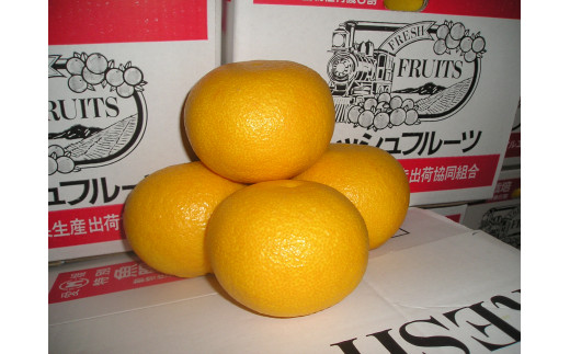 【先行予約】第一マルエムの甘夏10kg