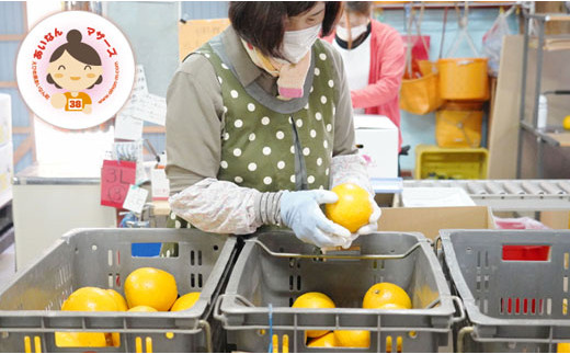 先行予約 訳あり 河内晩柑 5kg 5000円 みかん かわちばんかん わけあり ミカン mikan 愛南ゴールド あいなん ゴールド 家庭用 少量 お試し 文旦 グレープフルーツ 和製 家庭用 産地直送 国産 農家直送 期間限定 数量限定 先行 受付 事前 予約 ビタミン 特産品 ゼリー ジュース 人気 限定 さわやか 甘い フルーツ 果物 柑橘 蜜柑 規格外 あいなんマザーズ 愛南町 愛媛県