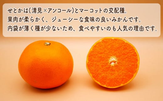 【先行予約】数量限定  訳あり せとか 3kg みかん 家庭用 サイズミックス 14000円 高級 人気 ブランド プレミアム 柑橘 果物 フルーツ 期間限定 産地直送 国産 農家直送 わけあり 特産品 お取り寄せ mikan 蜜柑 ミカン オレンジ スマイルカット ビタミン 甘い おいしい 大トロ 不揃い 吉田農園 愛南町 愛媛県