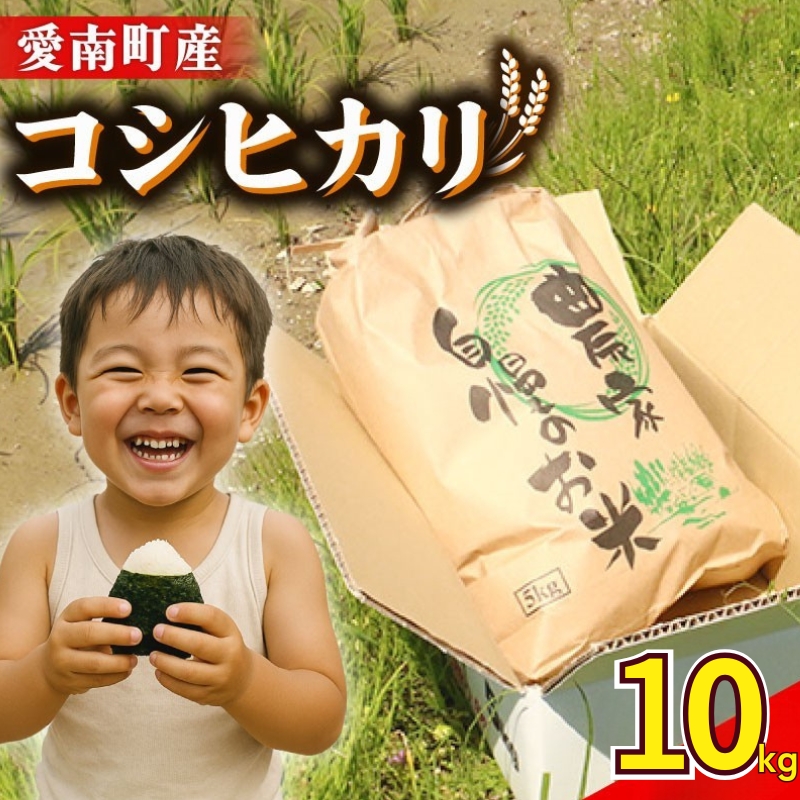 新米 令和8年産 コシヒカリ 10kg ( 10kg×1袋 ) 米 お米 白米 精米