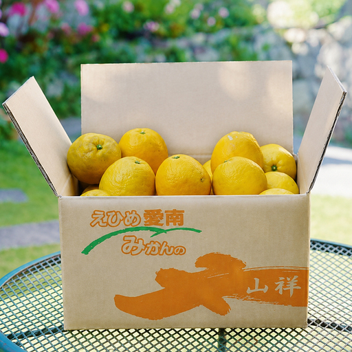 【先行予約】【数量限定】 河内晩柑 樹齢 30年以上 ちびっこ 8kg （ 2S ・ Sサイズ ）
