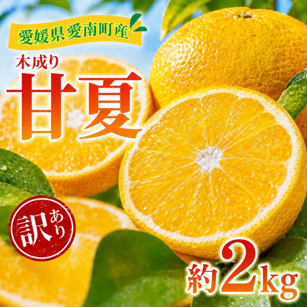 【先行予約：2027年3月～発送】訳あり 甘夏 2kg +傷み補償分1割程度増量 柑橘 かんきつ 蜜柑 愛媛 みかん 温州 みかん あまなつ 国産 こくさん mikan 果物 くだもの フルーツ デザート ジュース 果実 果肉 果汁 甘い ジューシー おいしい 濃厚 産地 直送 産直 特産品 河内晩柑 愛媛県 愛南町 愛南町青果市場 