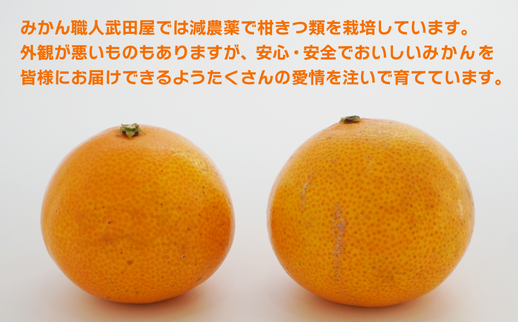 【訳あり】 みかん職人の夢おれんじ 5kg【発送期間：2025年11月中旬～1月下旬】 みかん オレンジ 愛果28号 紅マドンナ と同品種 紅まどんな と同品種 柑橘 果物 果実 フルーツ かんきつ デザート ミカン 夢オレンジ 訳あり 訳アリ わけあり 期間限定 数量限定 年末 年始 愛媛県 愛南町 みかん職人武田屋