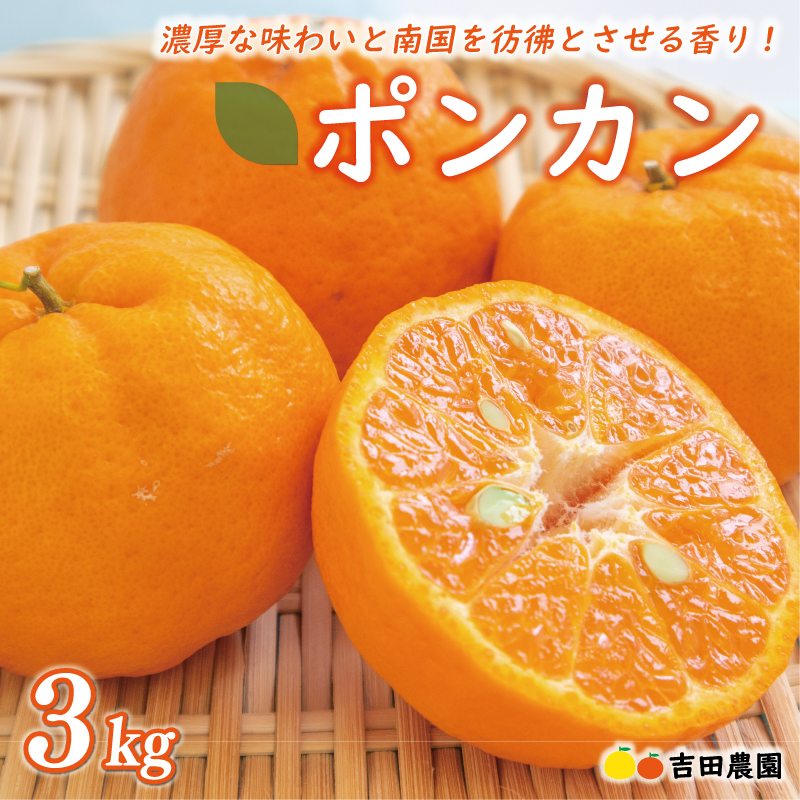 【先行予約】 数量限定 順次発送 お試し用 ポンカン 3kg 9000円 みかん mikan 蜜柑 ミカン ぽんかん 産地直送 国産 農家直送 糖度 期間限定 数量限定 特産品 ゼリー ジュース アイス 冷凍 みかん 等に 人気 限定 甘い フルーツ 果物 柑橘 美味しい おいしい ジューシー 小玉 含む お試し 試供品 お試し品 少量 吉田農園 愛南町 愛媛県