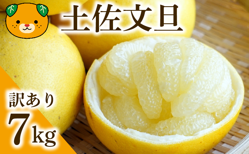 【先行予約：2027年度2月上旬～ 】訳あり 土佐文旦 7kg みかん 蜜柑 文旦 ぶんたん 柑橘 果物 フルーツ ゼリー  ジュース アイス 国産 愛媛県 愛南町青果市場 発送:2月上旬～(なくなり次第終了)
