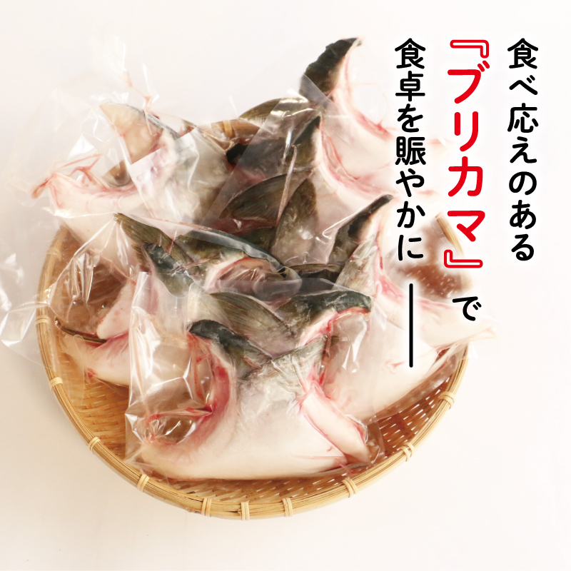 ブリカマ 2切れ × 6パック 13000円 冷凍 サイズ 不揃い ぶりかま ぶりカマ 鰤かま 少額 食べ物 旬 お手軽 魚海鮮 魚介 父の日 小分け 真空 パック 新鮮 鮮魚 養殖 国産 鰤 ぶり ブリ お取り寄せ ギフト プレゼント おつまみ アテ おかず カマ 塩焼き 煮物 あらだき あら煮 肉 厚 規格外 人気 ハマスイ 愛南町 愛媛県