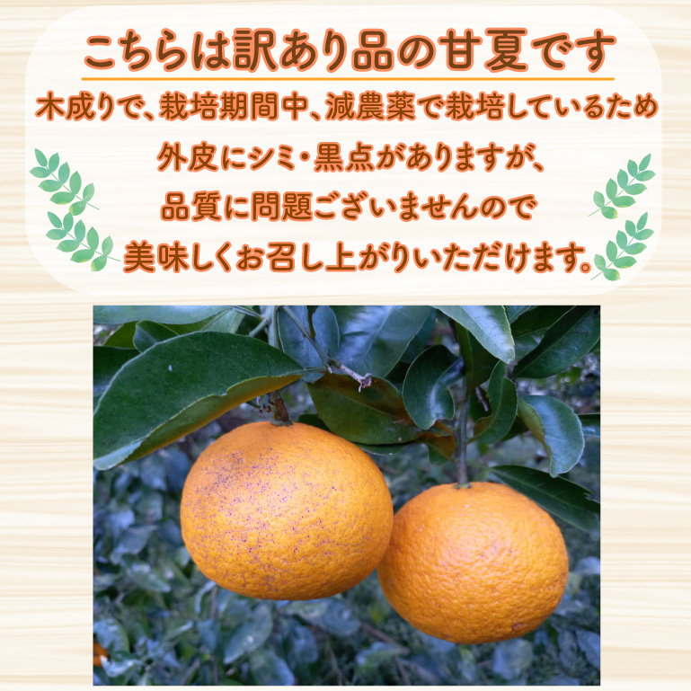 【先行予約：2027年3月～発送】訳あり 甘夏 2kg +傷み補償分1割程度増量 柑橘 かんきつ 蜜柑 愛媛 みかん 温州 みかん あまなつ 国産 こくさん mikan 果物 くだもの フルーツ デザート ジュース 果実 果肉 果汁 甘い ジューシー おいしい 濃厚 産地 直送 産直 特産品 河内晩柑 愛媛県 愛南町 愛南町青果市場 