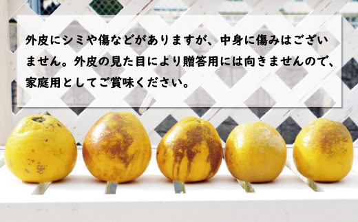 数量限定 先行予約 訳あり 河内晩柑 樹齢 20年以上 9kg （ Lサイズ 以上 ） 7000円 みかん mikan 蜜柑 ミカン わけあり かわちばんかん 愛南ゴールド あいなん ゴールド 文旦 派生 和製 グレープフルーツ 家庭用 産地直送 国産 農家直送 期間限定 特産品 ゼリー ジュース 人気 限定 甘い フルーツ 果物 柑橘 蜜柑 規格外 くらもとファーム 愛南町 愛媛県