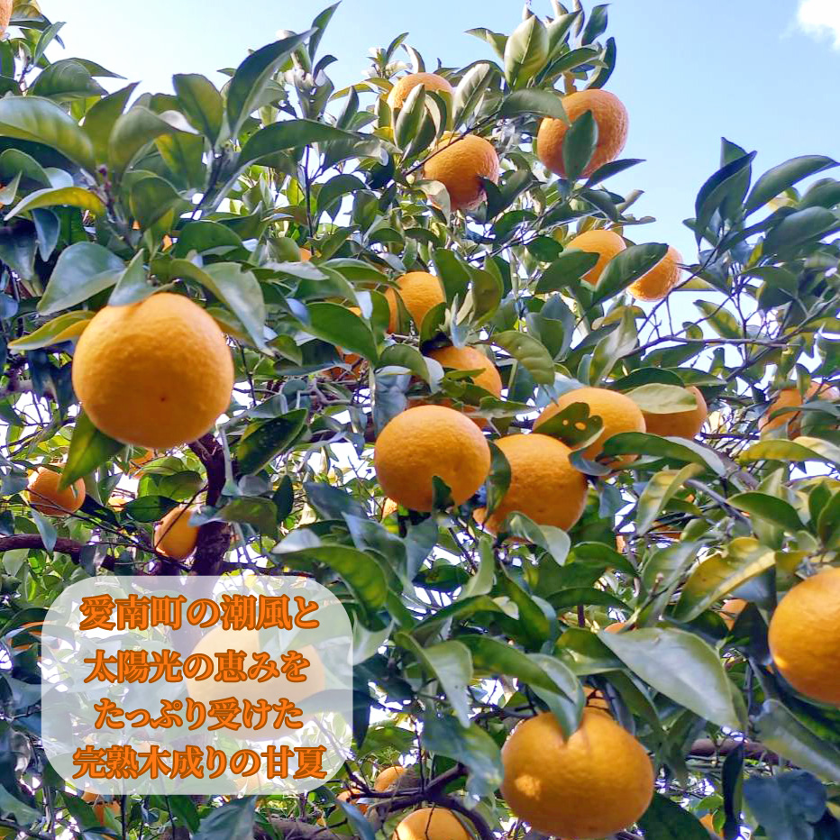 【先行予約：2027年3月～発送】訳あり 甘夏 8kg +傷み補償分1割程度増量 柑橘 かんきつ 蜜柑 愛媛 みかん 温州 みかん あまなつ 国産 こくさん mikan 果物 くだもの フルーツ デザート ジュース 果実 果肉 果汁 甘い ジューシー おいしい 濃厚 産地 直送 産直 特産品 愛媛県 愛南町 愛南町青果市場 