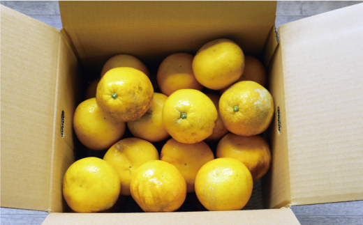 数量限定 先行予約 河内晩柑 樹齢 20年以上 9kg （ Lサイズ 以上 ） 12000円 みかん mikan 蜜柑 ミカン かわちばんかん 愛南ゴールド あいなん ゴールド 文旦 派生 和製 グレープフルーツ 家庭用 産地直送 国産 農家直送 期間限定 特産品 ゼリー ジュース アイス 等に 人気 限定 甘い さわやか フルーツ 果物 柑橘 蜜柑 くらもとファーム 愛南町 愛媛県