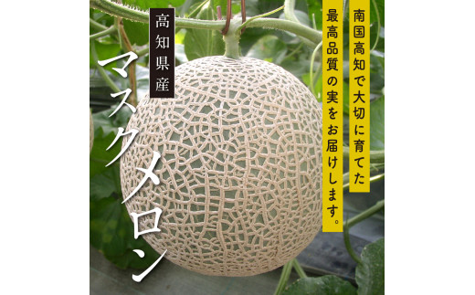 緊急支援　高知県産 高級マスクメロン（ご家庭用）2玉入〈南国市共通返礼品〉【発送期間：4月〜12月（9カ月）】【1月〜3月は気候温度不安定の為出荷不可となります。】