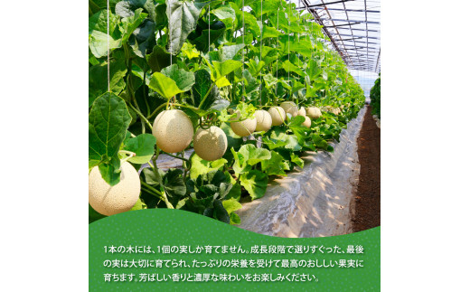 緊急支援　高知県産 高級マスクメロン（ご贈答・ギフト用）1玉入〈南国市共通返礼品〉【発送期間：4月〜12月（9カ月）】【1月〜3月は気候温度不安定の為出荷不可となります。】