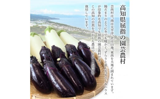 食べ比べ！白と黒のナスセット 黒ナス8本 白ナス4本 なす 茄子 黒なす 白なす 焼き茄子 煮浸し 漬物 浅漬け 味噌汁 おかず 野菜 常温 配送 国産