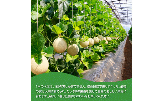 緊急支援　高知県産 高級マスクメロン（ご家庭用）2玉入〈南国市共通返礼品〉【発送期間：4月〜12月（9カ月）】【1月〜3月は気候温度不安定の為出荷不可となります。】