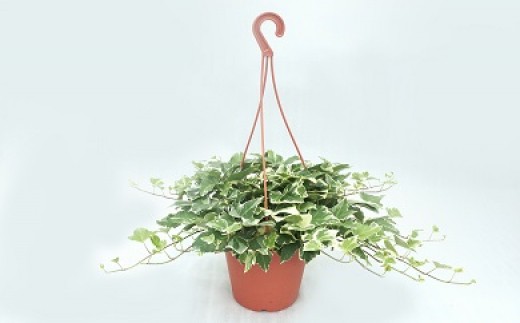 お楽しみ季節の鉢植え（ミニ）
