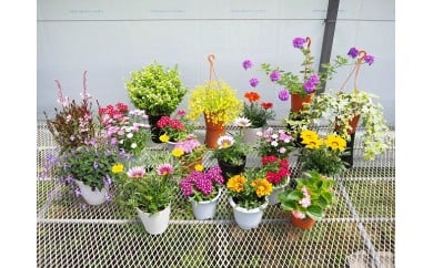 お楽しみ季節の鉢植え（ミニ）