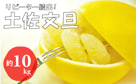 【先行予約 2027年2月～発送】森下さん家の土佐文旦 10kg 贈答用 フルーツ 果物 柑橘 ぶんたん 産地直送 高知県