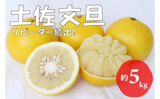 【先行予約 2027年2月～発送】森下さん家の土佐文旦 5kg 贈答用 フルーツ 果物 柑橘 ぶんたん 産地直送 高知県