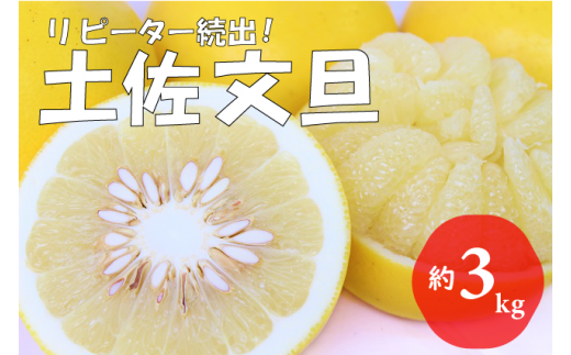 【先行予約 2027年2月～発送】森下さん家の土佐文旦 3kg 贈答用 フルーツ 果物 柑橘 ぶんたん 産地直送 高知県