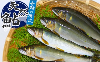  （2026年先行受付）高知県仁淀川の天然鮎（冷凍）約500ｇ
