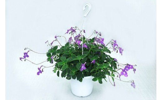 お楽しみ季節の鉢植え（ミニ）