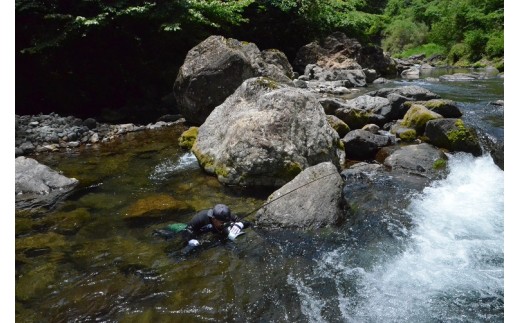  （2026年先行受付）高知県仁淀川の天然鮎（冷凍）約500ｇ