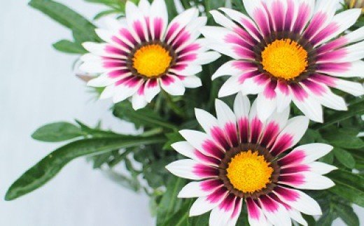 お楽しみ季節の鉢植え（ミニ）