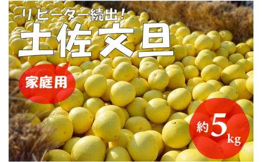 【先行予約 2027年2月～発送】土佐文旦 5kg 家庭用 フルーツ 果物 柑橘 ぶんたん 産地直送 高知県