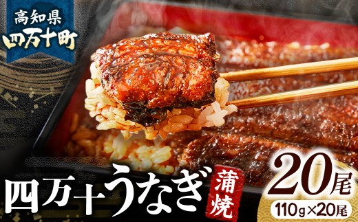 四万十うなぎ 蒲焼き 20尾セット 国産 ／Esu-A118