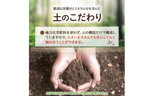 ベランダでも育てられるサラダほうれん草栽培キット／Fis-C06
