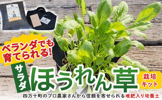 ベランダでも育てられるサラダほうれん草栽培キット／Fis-C06