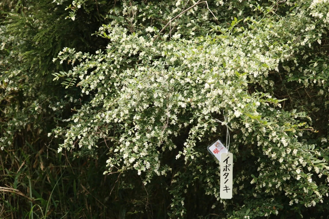 四万十町遠山植物観察会　体験チケット（1～5名様）／Mkk-A33