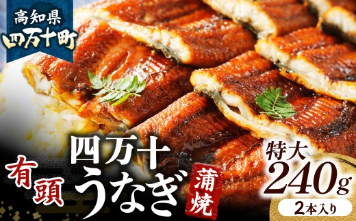 四万十うなぎ 蒲焼き 【有頭】特大240g（2本入り） 国産  ／Esu-A205