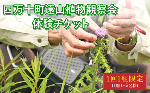 四万十町遠山植物観察会　体験チケット（1～5名様）／Mkk-A33
