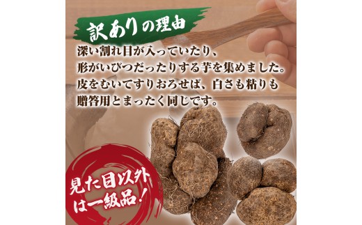 【予約受付】 すり下ろすとわかる粘りと白さ！四万十の山の芋・くろ姫　訳あり　2キロ／Org-10