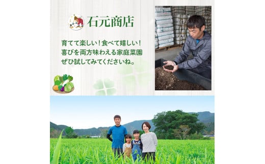 ベランダでも育てられるサラダほうれん草栽培キット／Fis-C06